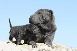 SHAR-PEI 595